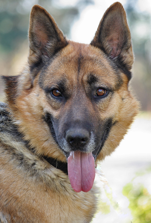 Westside German Shepherd Rescue of Los Angeles