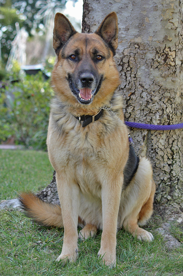 Westside German Shepherd Rescue of Los Angeles