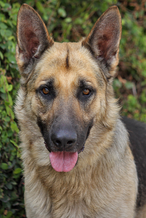 Westside German Shepherd Rescue of Los Angeles