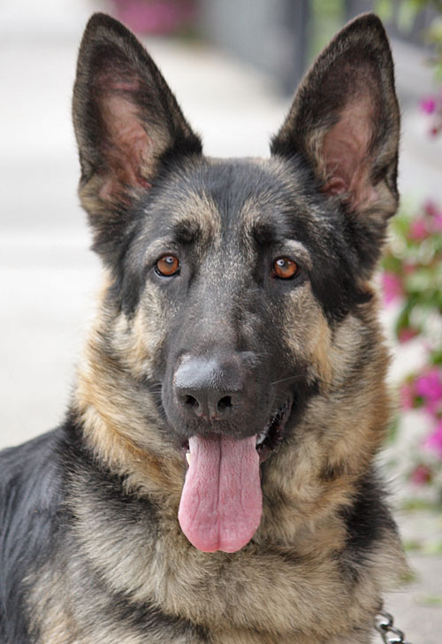 Westside German Shepherd Rescue of Los Angeles