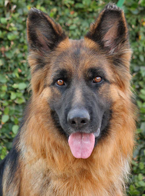 Westside German Shepherd Rescue of Los Angeles