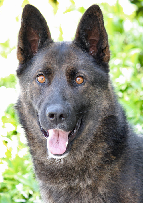 Westside German Shepherd Rescue of Los Angeles