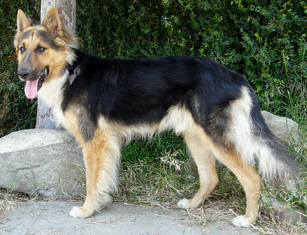 Westside German Shepherd Rescue of Los Angeles