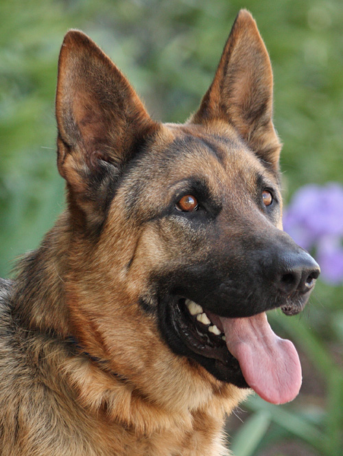 Westside German Shepherd Rescue of Los Angeles