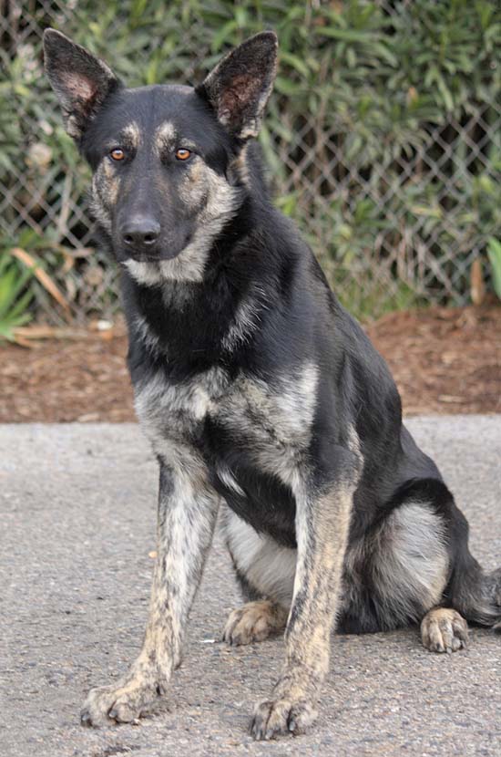 Westside German Shepherd Rescue of Los Angeles