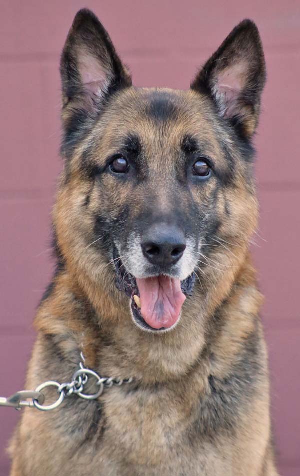 8 year best sale old german shepherd