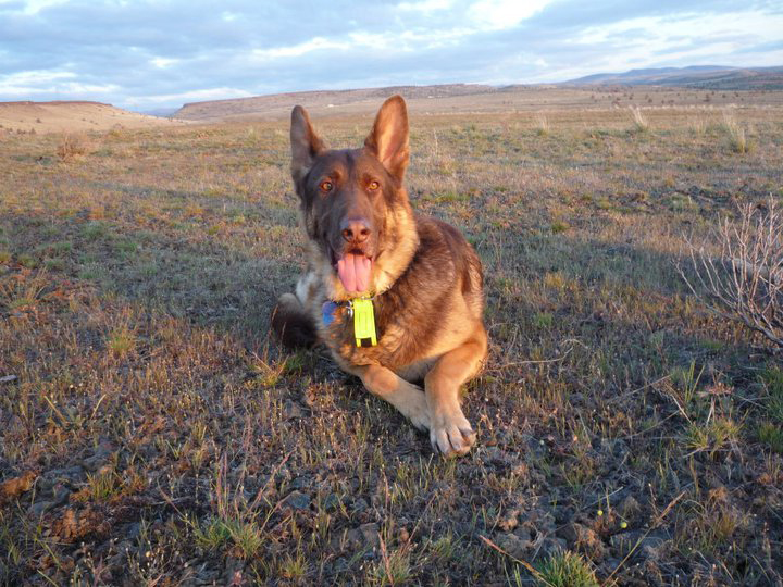 Westside German Shepherd Rescue of Los Angeles