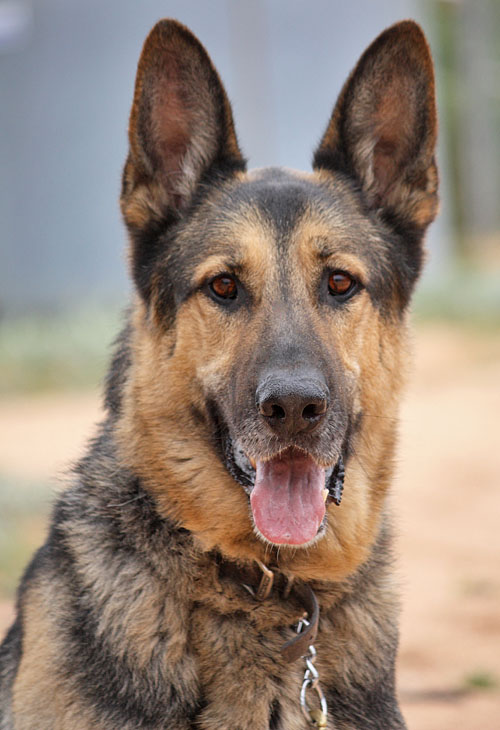 Westside German Shepherd Rescue of Los Angeles