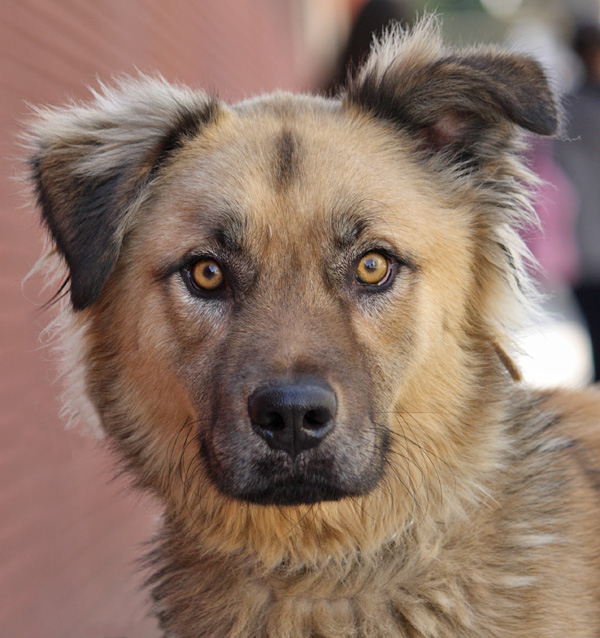 Westside German Shepherd Rescue of Los Angeles