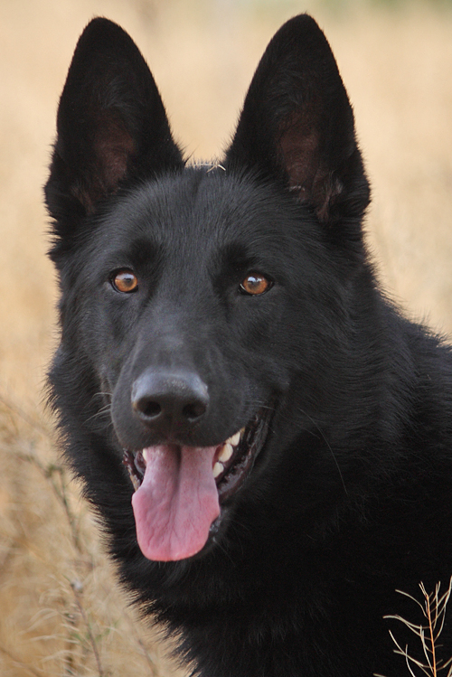 Westside German Shepherd Rescue of Los Angeles