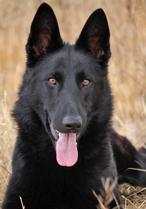 Westside German Shepherd Rescue of Los Angeles