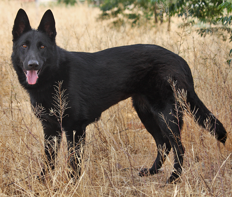 Westside German Shepherd Rescue of Los Angeles