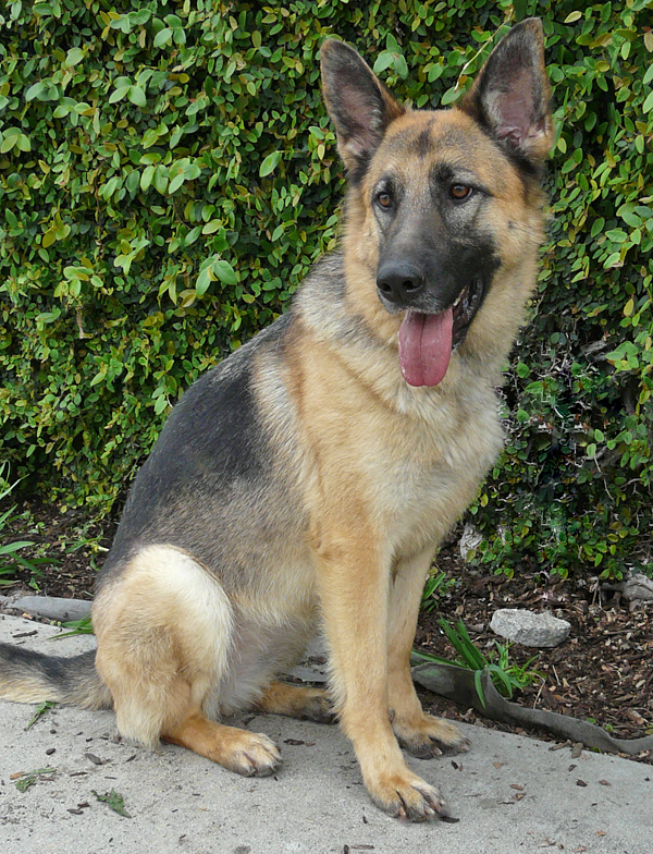 Westside German Shepherd Rescue of Los Angeles