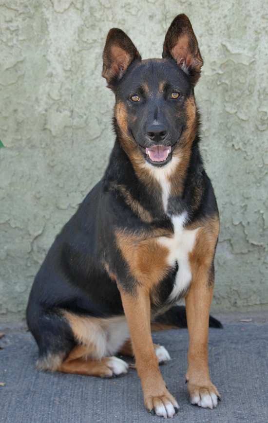 Westside German Shepherd Rescue of Los Angeles