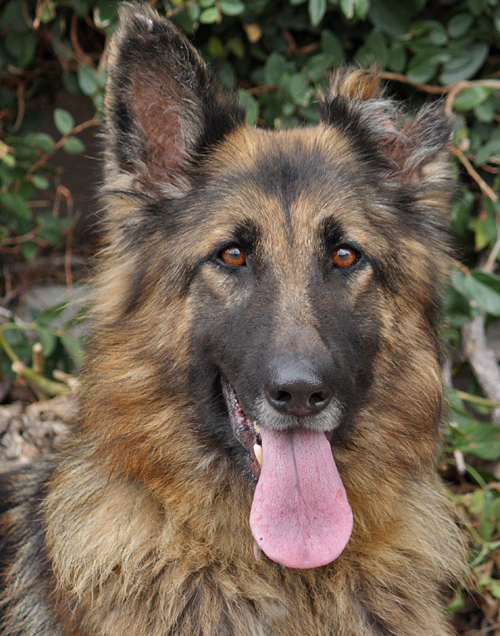 Westside German Shepherd Rescue Of Los Angeles