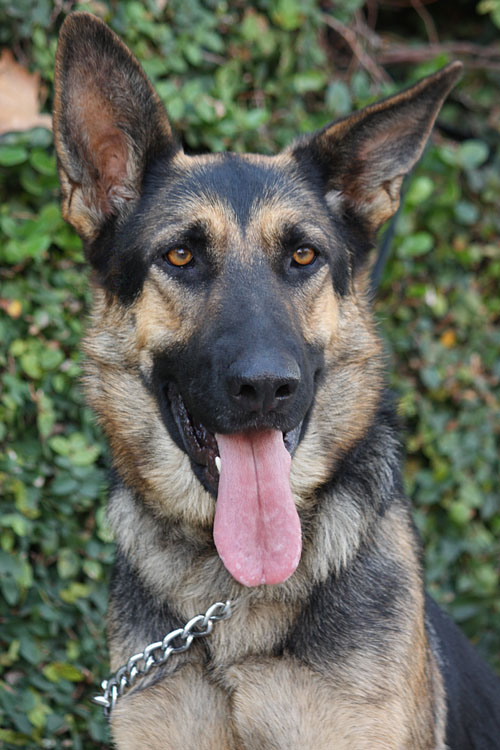 Westside German Shepherd Rescue of Los Angeles