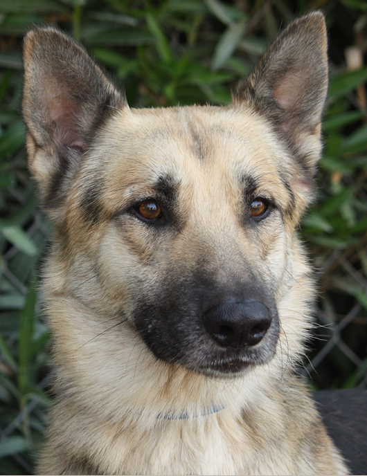 Westside German Shepherd Rescue of Los Angeles