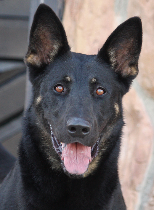 Westside German Shepherd Rescue of Los Angeles