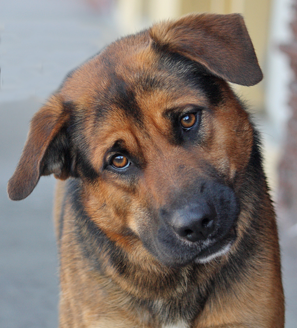 Westside German Shepherd Rescue of Los Angeles