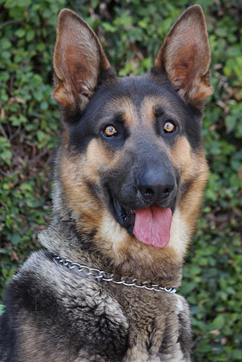 Westside German Shepherd Rescue of Los Angeles