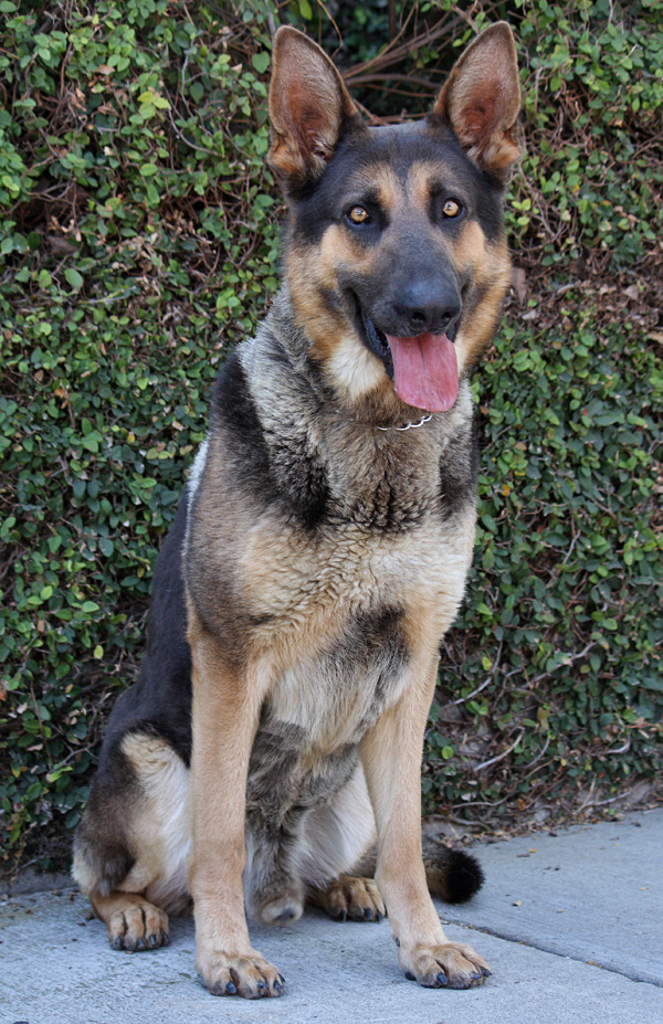 Westside German Shepherd Rescue of Los Angeles