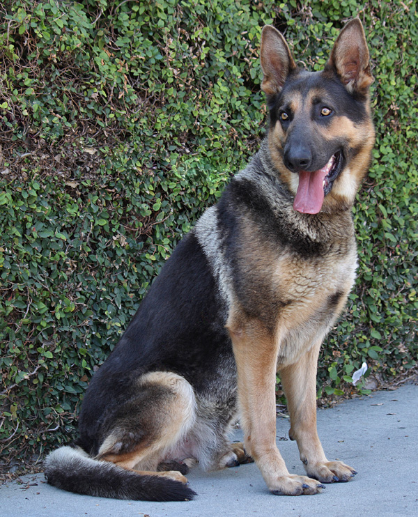 Westside German Shepherd Rescue of Los Angeles