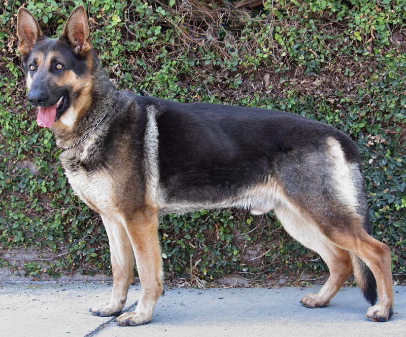 Westside German Shepherd Rescue of Los Angeles