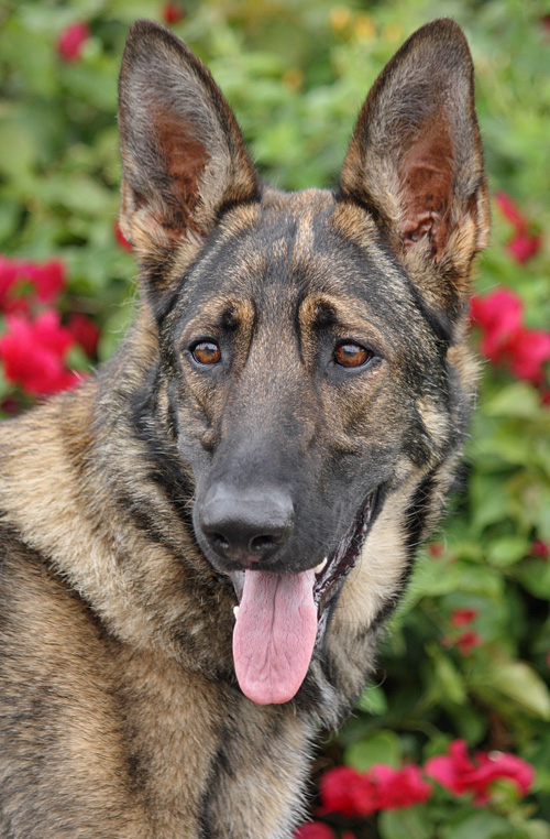 Westside German Shepherd Rescue of Los Angeles