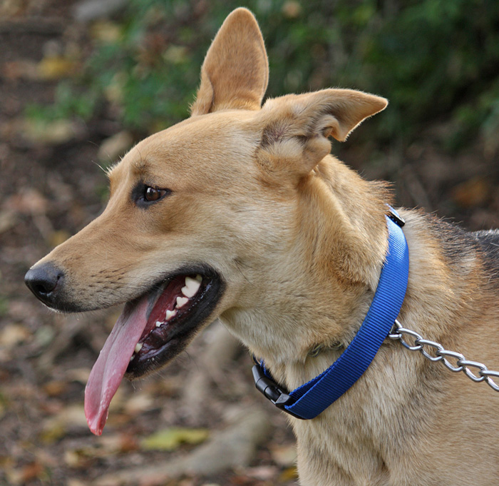 Westside German Shepherd Rescue of Los Angeles