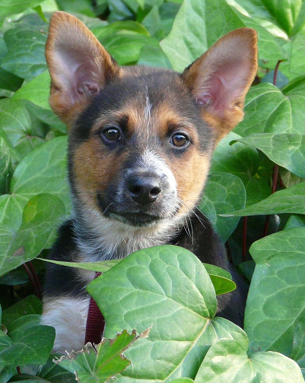 Westside German Shepherd Rescue of Los Angeles