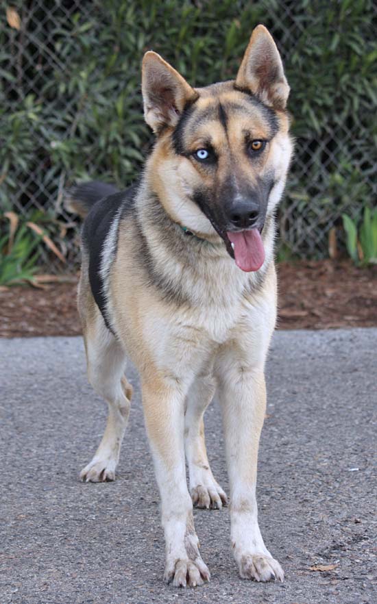 Westside German Shepherd Rescue of Los Angeles