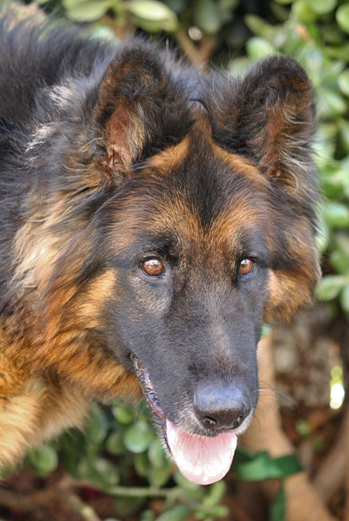 Westside German Shepherd Rescue of Los Angeles