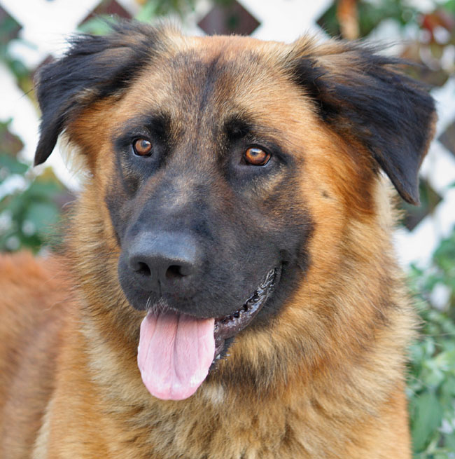 Westside German Shepherd Rescue of Los Angeles