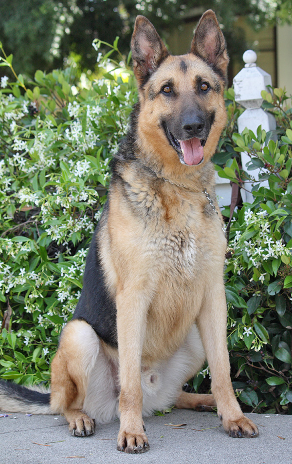 Westside German Shepherd Rescue of Los Angeles