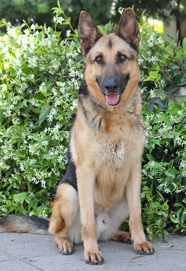 Westside German Shepherd Rescue of Los Angeles