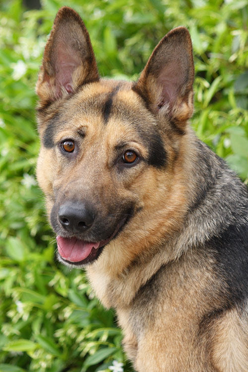 Westside German Shepherd Rescue of Los Angeles