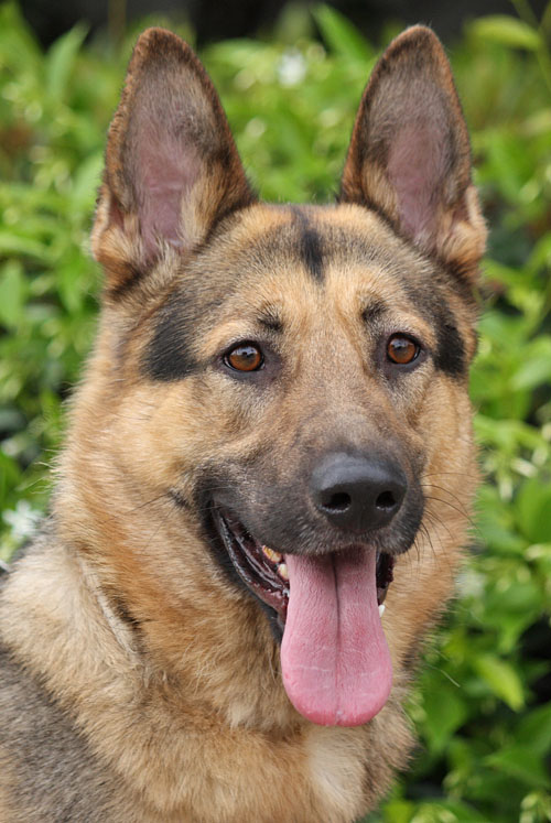 Westside German Shepherd Rescue of Los Angeles