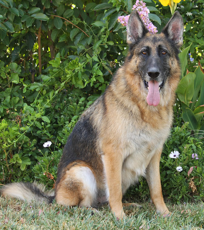 Westside German Shepherd Rescue Of Los Angeles