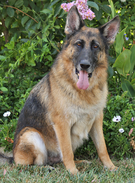 Westside German Shepherd Rescue of Los Angeles