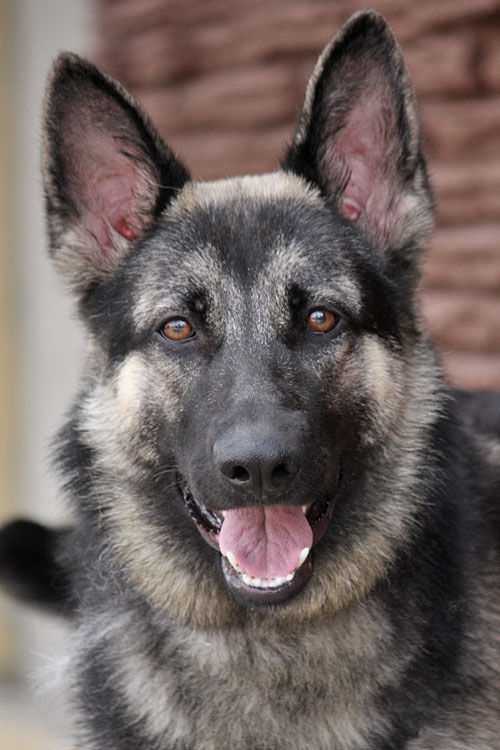 Westside German Shepherd Rescue of Los Angeles