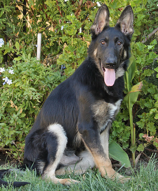 Westside German Shepherd Rescue of Los Angeles