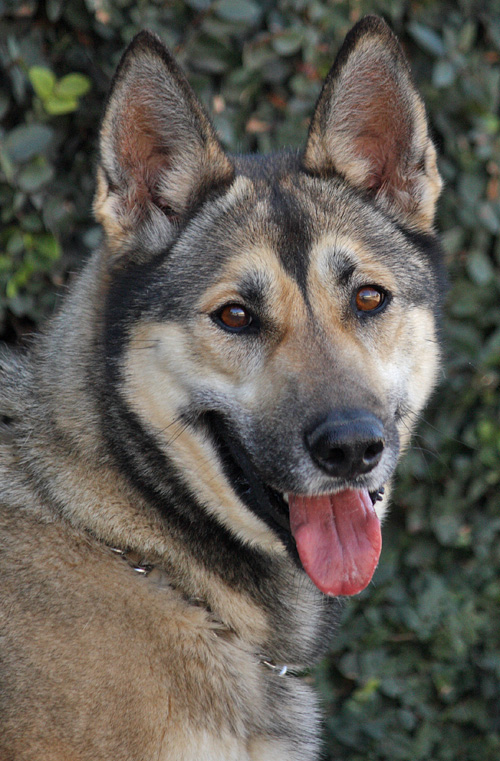 Westside German Shepherd Rescue of Los Angeles