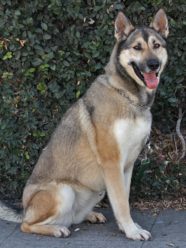 Westside German Shepherd Rescue of Los Angeles