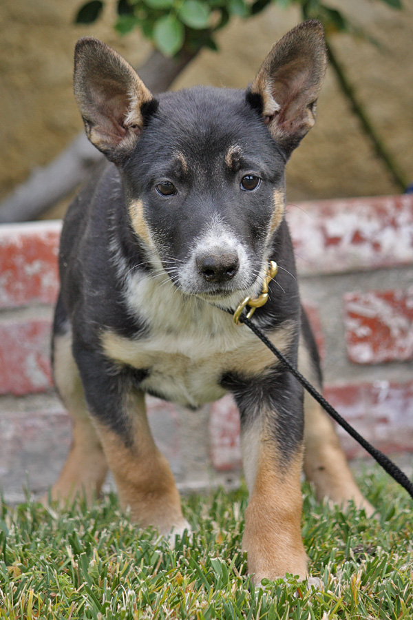 Westside German Shepherd Rescue of Los Angeles