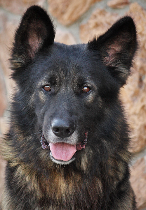 Westside German Shepherd Rescue of Los Angeles