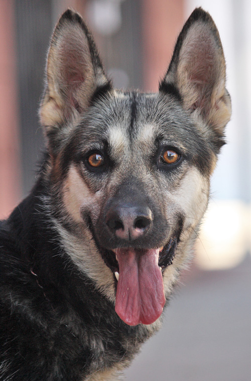 why do german shepherds noses turn pink