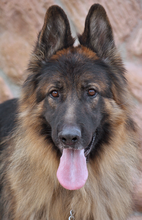 Prince German Shepherd