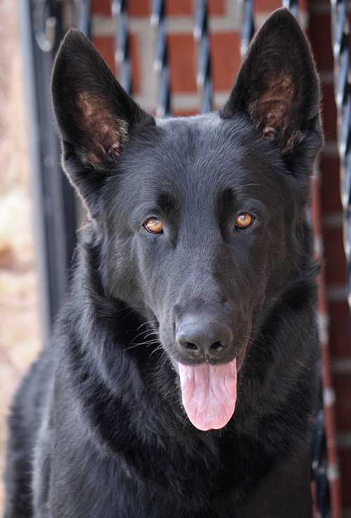 what color are german shepherds eyes