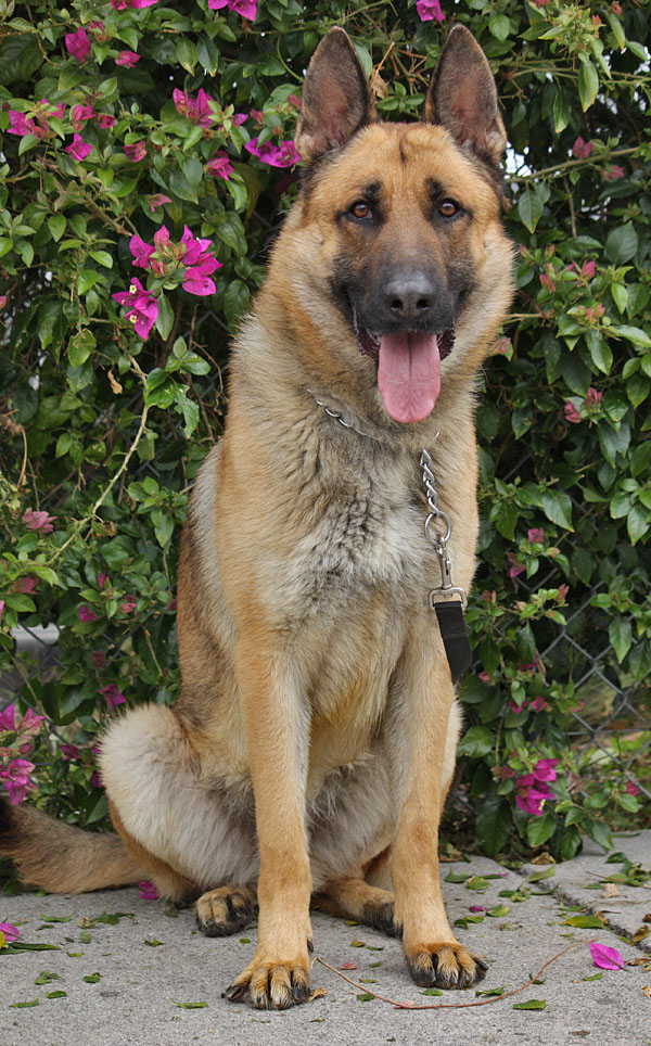 Westside German Shepherd Rescue of Los Angeles