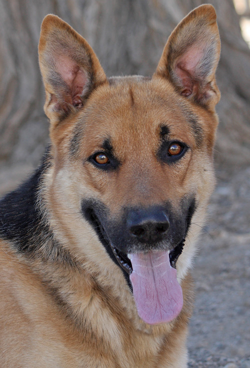 Westside German Shepherd Rescue of Los Angeles